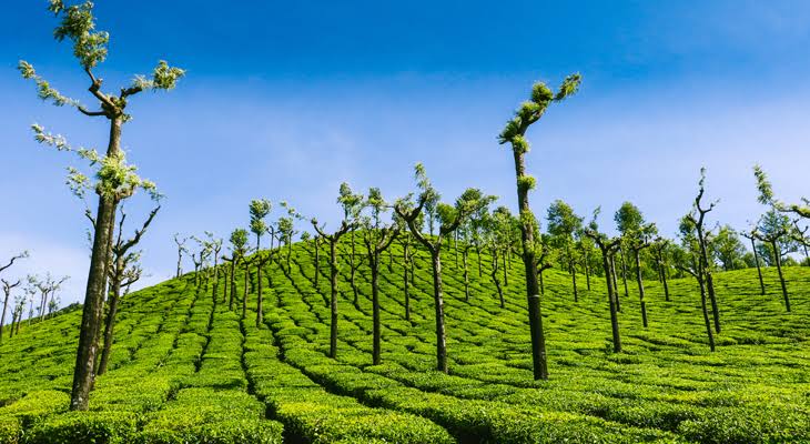 Valparai tea estate views